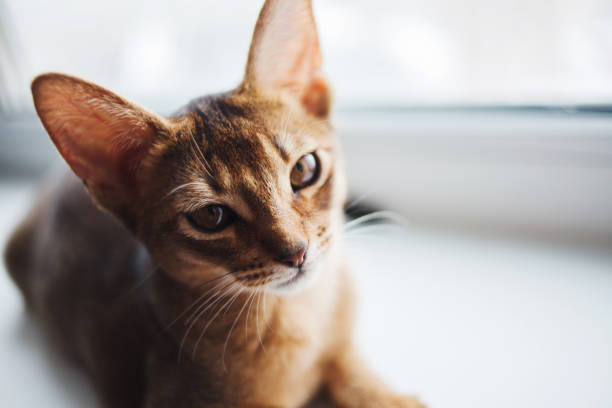 istock cute Abyssinian kitten sitting on the windowsill. 1053820080