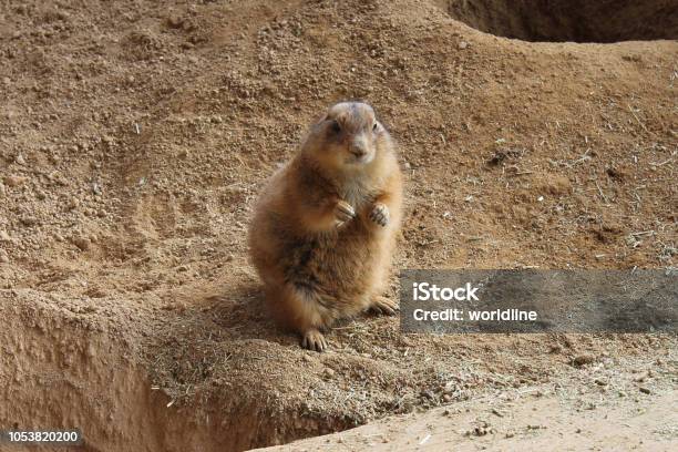 Prairie Dog Stock Photo - Download Image Now - Animal, Cute, Horizontal