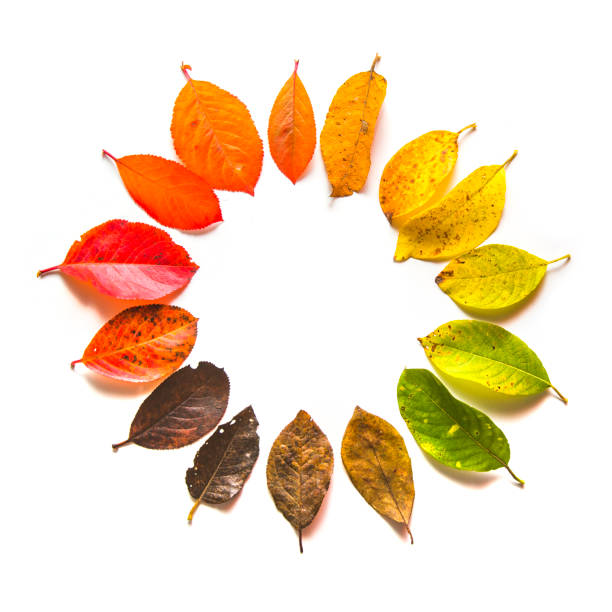 gradient de rond de chute des feuilles. automne - leaves changing photos et images de collection