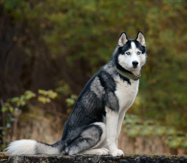 Siberian Husky dog stock photo
