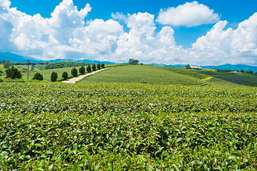 Landscape view of tea plantation at at choui fong farm,Chiang Rai, Thailand is Top tourist destinations. Landmark of Chiang Rai
