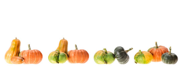 istock panoramic view or ripe autumnal pumpkins isolated on white 1053821626