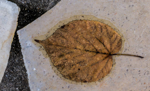 istock Dead leaf on the garden floor 1053823662