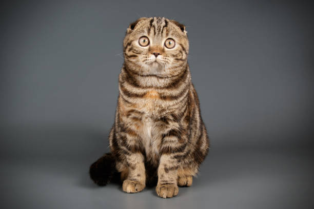 istock Scottish fold shorthair cat on colored backgrounds 1053825746