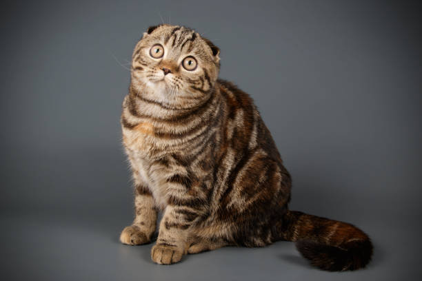 istock Scottish fold shorthair cat on colored backgrounds 1053825752