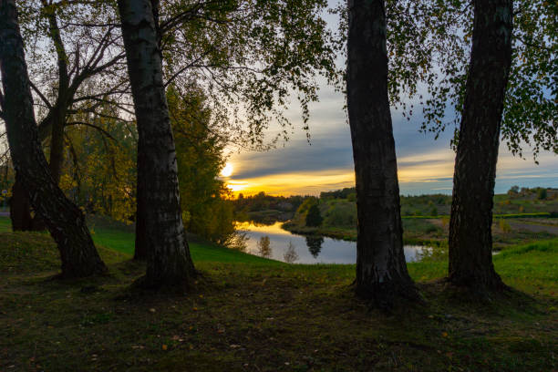 istock Golden sunset and clouds through birch trees 1053828078