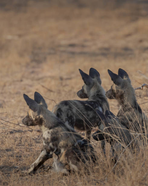 istock African Wild Dog, Painted Wolf, Cape Hunting Dog. 1053834170