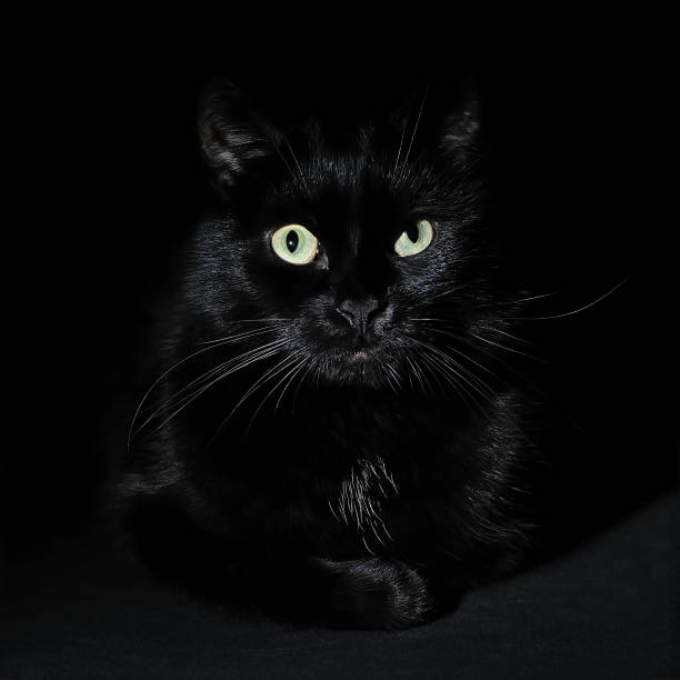 istock Portrait of a muzzle of a black cat on black 1053834678
