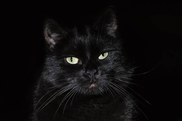 istock Portrait of a muzzle of a black cat on black 1053834684