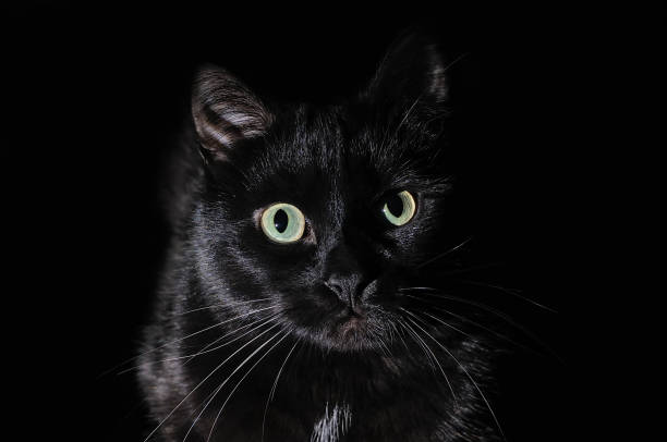 istock Beautiful young black cat on a black background 1053834748