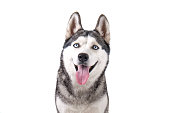 Funny female dog of husky breed with open mouth and bright blue eyes.