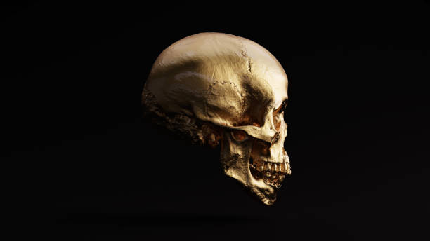 istock Gold Skull and Jaw Bone Right 1053839780