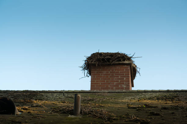 a roof in autumn with an abandoned stork's nest. - wild abandon imagens e fotografias de stock