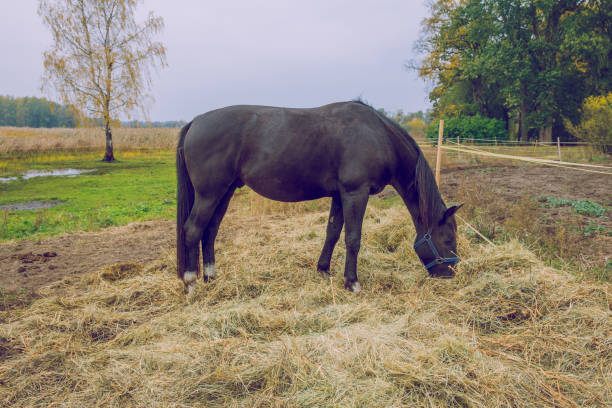 ville de riga, lettonie. cheval noir à l’automne, manger l’herbe. voyage photo 2018. - horse black stallion friesian horse photos et images de collection