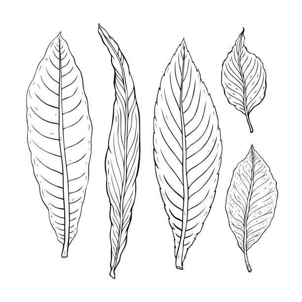 잎의 종류입니다. 다양 한 종류의 나뭇잎을 개요 - skeleton leaf stock illustrations