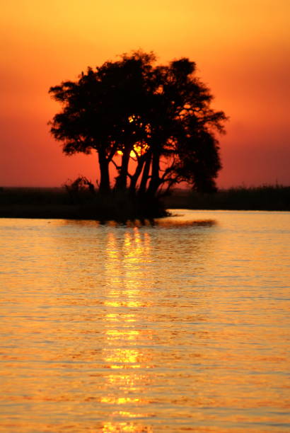 istock Sunset silhouetting trees by the Chobe River 1053853996