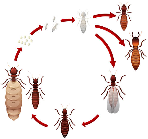 illustrations, cliparts, dessins animés et icônes de un cycle de vie de termite - worker termite