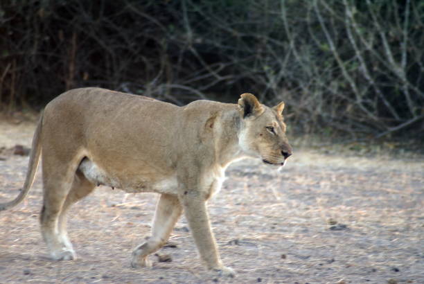 istock Lioness in the early morning 1053856384