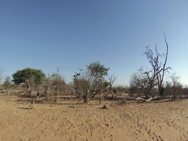 istock Arid landscape of Chobe National Park 1053858506