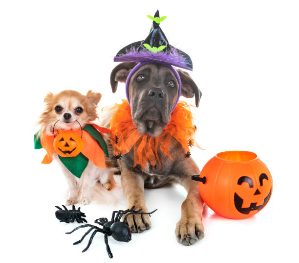 istock puppy italian mastiff 1053859632