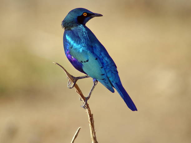 istock Cape glossy starling in Chobe National Park 1053865090