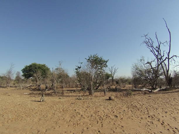 istock Arid landscape of Chobe National Park 1053865138