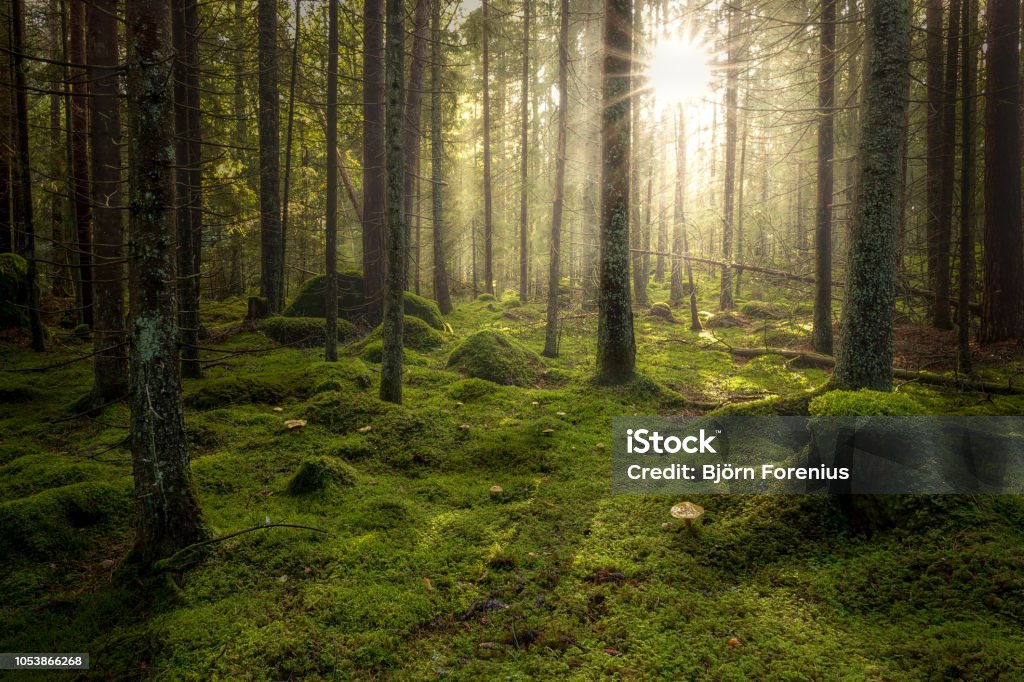 Green mossy forest with beautiful light from the sun shining between the trees in the mist. Green mossy forest with beautiful light from the sun shining between the trees in the mist. Mysterious cozy atmosphere. Forest Stock Photo