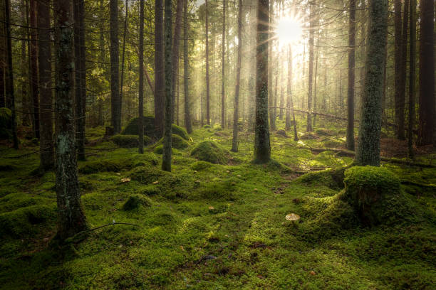 Green mossy forest with beautiful light from the sun shining between the trees in the mist. stock photo