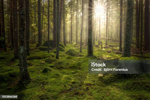 Green Mossy Forest With Beautiful Light From The Sun Shining Between The Trees In The Mist Stock Photo - Download Image Now