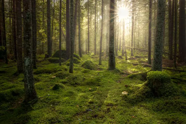 Photo of Green mossy forest with beautiful light from the sun shining between the trees in the mist.