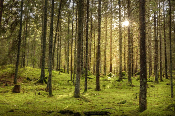 istock Beautiful sunny fir forest. Green moss on the ground. 1053866832