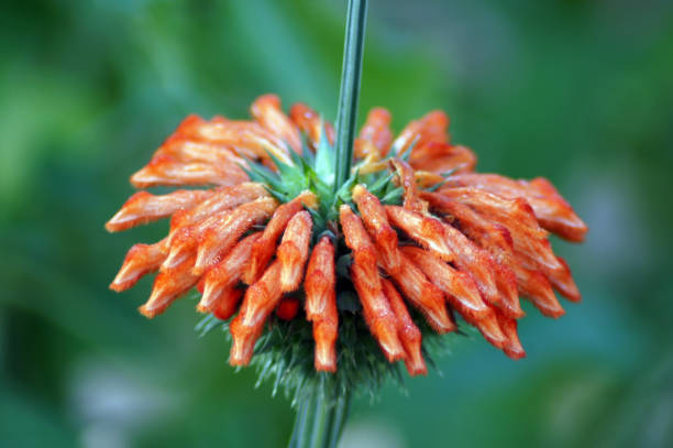 Blossom African Lion Ear