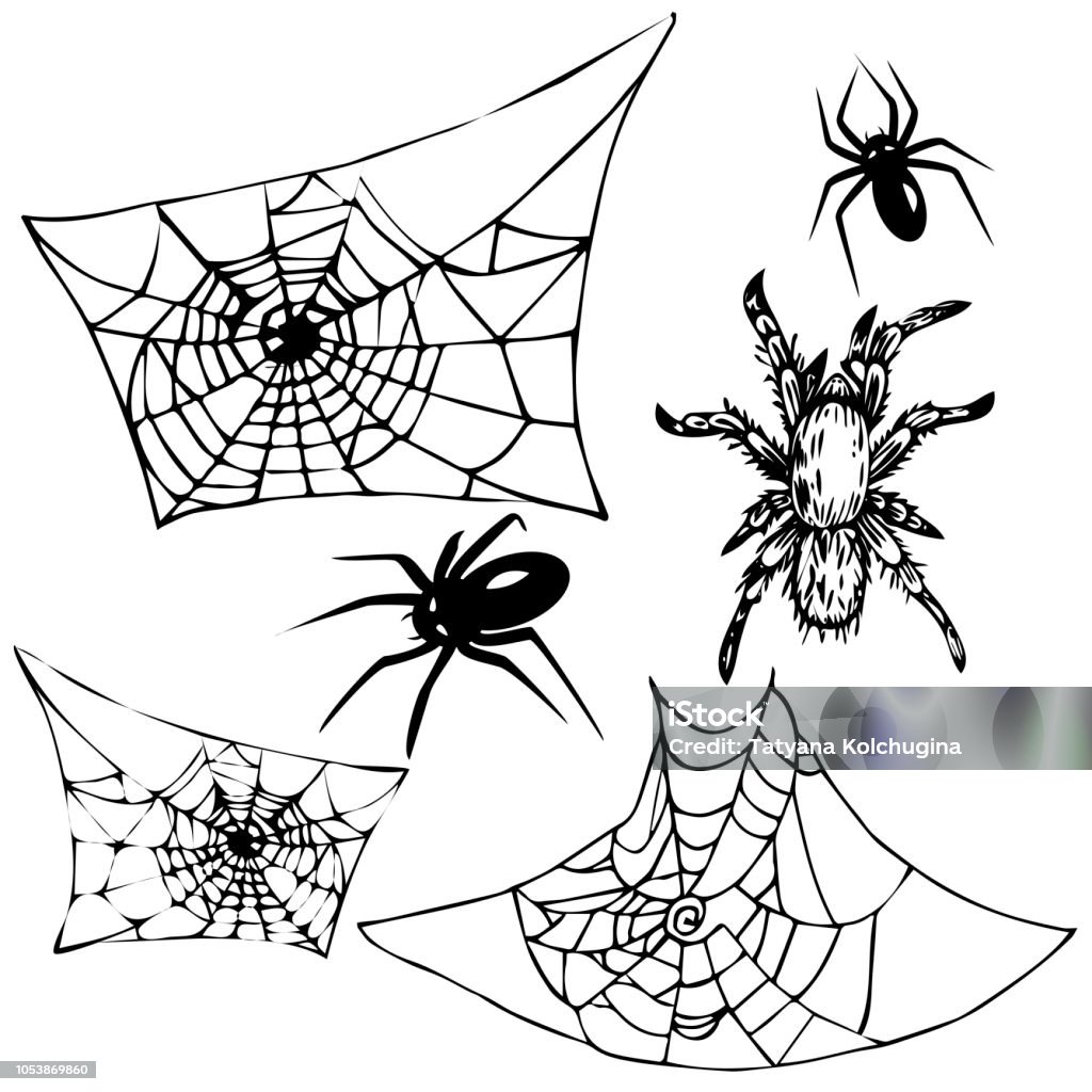 vector set of spiders and spider webs vector set of spiders and spider webs. Hand drawn ink and silhouette Black Color stock vector