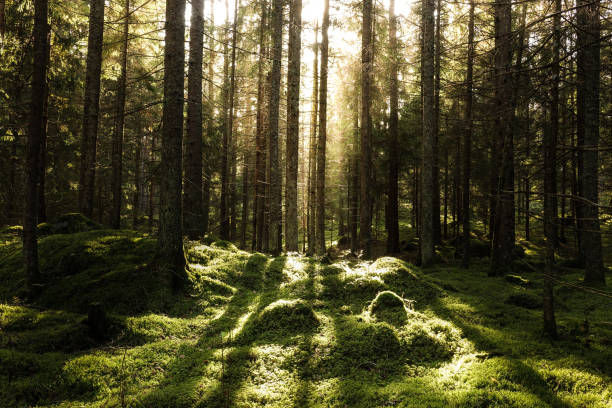 istock Coniferous forest, ground covered of green moss. 1053870060