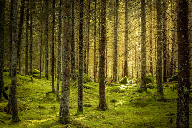istock Green mossy forest with beautiful sunlight. Mysterious atmosphere 1053872964