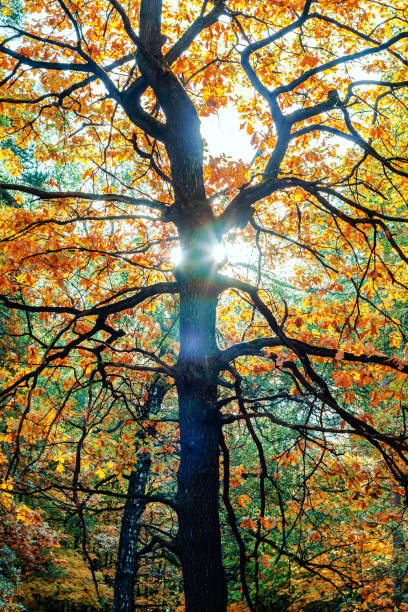 istock a path in the woods through a clearing and oaks 1053873472