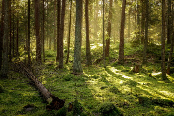istock Beautiful coniferous forest in golden sunset. 1053873608