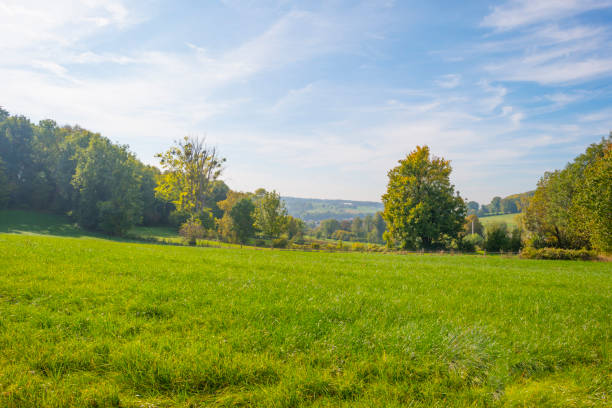 istock Panorama of trees in a green meadow on a hill in sunlight at fall 1053873818