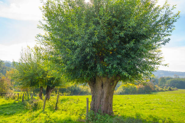 Panorama of trees in a green meadow on a hill in sunlight at fall