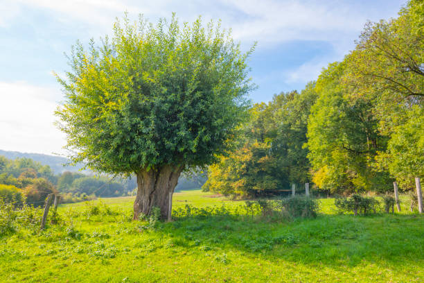 istock Panorama of trees in a green meadow on a hill in sunlight at fall 1053873916