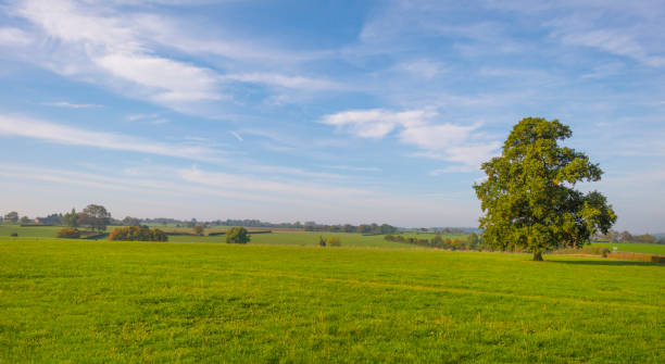 istock Panorama of trees in a green meadow on a hill in sunlight at fall 1053874018