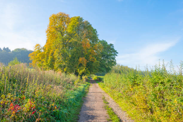 istock Panorama of trees in a green meadow on a hill in sunlight at fall 1053874032