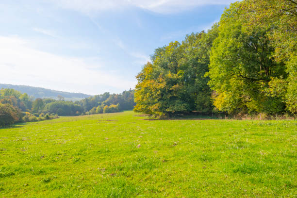 istock Panorama of trees in a green meadow on a hill in sunlight at fall 1053875664