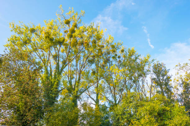 istock Panorama of trees in a green meadow on a hill in sunlight at fall 1053875678