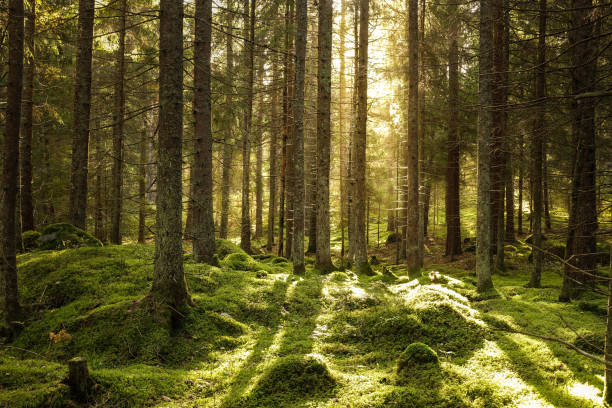 istock Beautiful coniferous forest. Backlit trees in warm cozy sunset. 1053875692