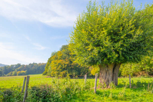 istock Panorama of trees in a green meadow on a hill in sunlight at fall 1053875712