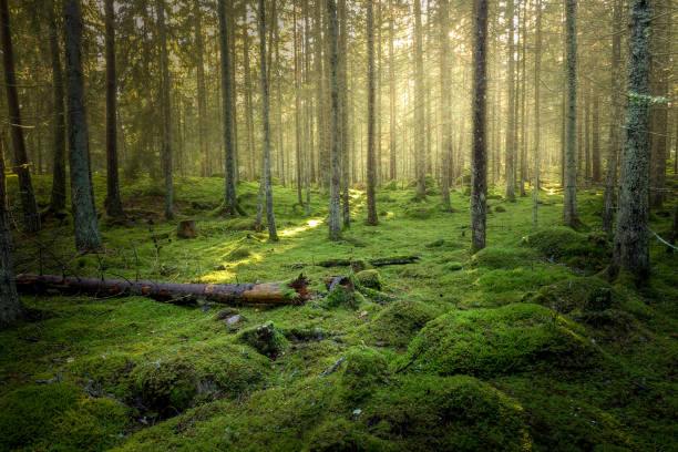 istock Beautiful green mossy forest with strong sunlight in the fog. 1053878652