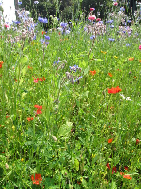 istock Field of flowers 1053881160