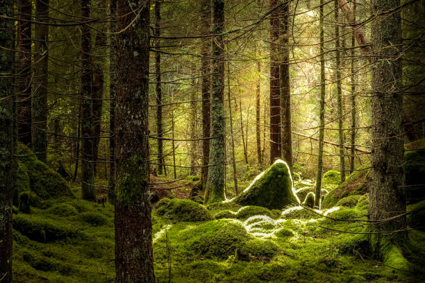 istock Green mossy forest with beautiful sunlight. 1053882188