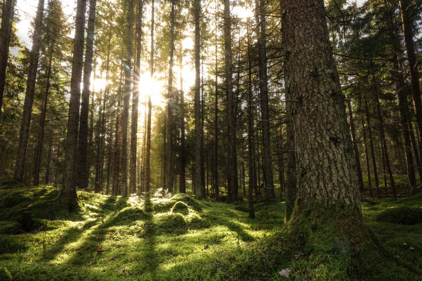 Coniferous forest landscape with sunbeams, mossy trees and stones